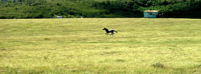 Caribbean Grasslands